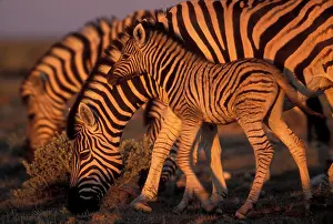 Adolescent: Namibia, Etosha National Park, Young Plains