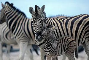 Adolescent: Namibia, Etosha National Park, Zebra herd