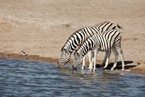 Burchelli: Namibia, Etosha National Park. Two zebras