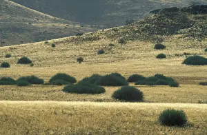 Bushman: Namibia - Euphorbia damarana + bushman grass (Stipagrostis