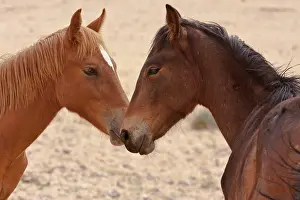 Members: Namibia, Garub. Two members of feral horse