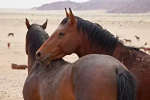 Scar: Namibia, Garub. Two members of feral horse