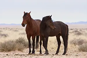 Members: Namibia, Garub. Two members of herd of feral