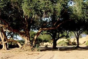 Huab: Namibia - Huab River, dry riverbed