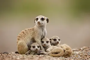 Keetmanshoop: Namibia, Keetmanshoop, Adult Meerkat with