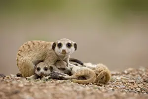 Curls: Namibia, Keetmanshoop, Adult Meerkat curls