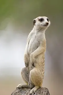 Keetmanshoop: Namibia, Keetmanshoop, Adult Meerkat (Suricate