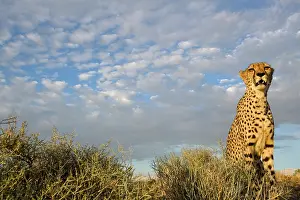 Keetmanshoop: Namibia, Keetmanshoop, Captive Cheetah (Acinonyx
