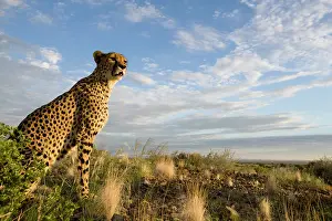Keetmanshoop: Namibia, Keetmanshoop, Captive Cheetah (Acinonyx