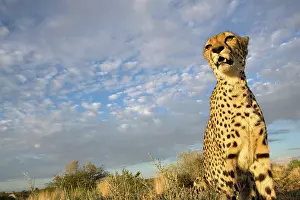 Keetmanshoop: Namibia, Keetmanshoop, Captive Cheetah (Acinonyx