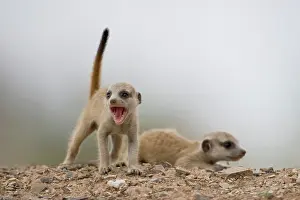 Keetmanshoop: Namibia, Keetmanshoop, Meerkat Pup (Suricate