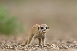 Keetmanshoop: Namibia, Keetmanshoop, Meerkat pup (Suricate