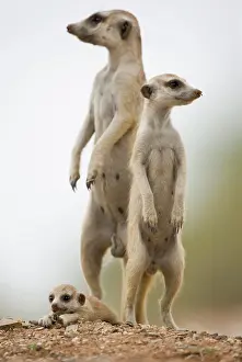 Keetmanshoop: Namibia, Keetmanshoop, Meerkat Pup (Suricate