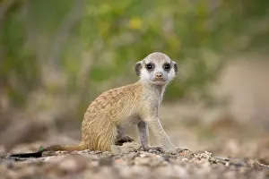 Keetmanshoop: Namibia, Keetmanshoop, Meerkat Pup (Suricate
