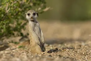 Keetmanshoop: Namibia, Keetmanshoop, Meerkat Pup (Suricate