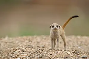 Keetmanshoop: Namibia, Keetmanshoop, Meerkat Pup (Suricate