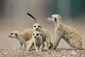 Keetmanshoop: Namibia, Keetmanshoop, Meerkat pups (Suricata
