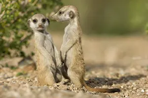 Keetmanshoop: Namibia, Keetmanshoop, Meerkat Pups (Suricate