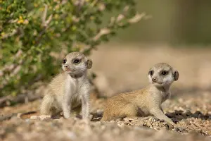 Keetmanshoop: Namibia, Keetmanshoop, Meerkat Pups (Suricate
