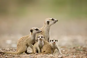 Peace: Namibia, Keetmanshoop, Meerkat Pups (Suricate