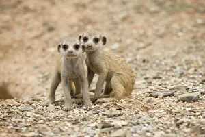 Peace: Namibia, Keetmanshoop, Meerkat Pups (Suricate