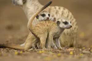Keetmanshoop: Namibia, Keetmanshoop, Meerkat Pups (Suricate