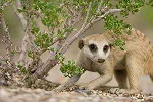 Digging: Namibia, Keetmanshoop, Meerkat (Suricate