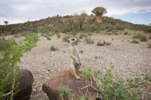 Quivertree: Namibia, Keetmanshoop, Meerkat (Suricate