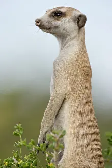 Keetmanshoop: Namibia, Keetmanshoop, Meerkat (Suricate