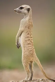 Digging: Namibia, Keetmanshoop, Meerkat (Suricate