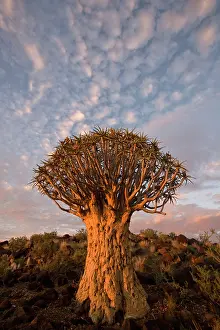 Aloe: Namibia, Keetmanshoop, Quiver Tree (Aloe