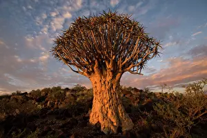 Aloe: Namibia, Keetmanshoop, Quiver Tree (Aloe