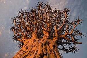 Aloe: Namibia, Keetmanshoop, Quiver Tree (Aloe