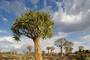 Aloe: Namibia, Keetmanshoop, Setting sun lights