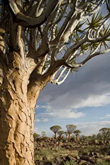 Aloe: Namibia, Keetmanshoop, Setting sun lights