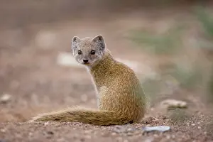 Keetmanshoop: Namibia, Keetmanshoop, Young Yellow Mongoose