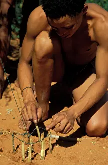 Bushman: Namibia - Kung Bushman / San prepares a snare for