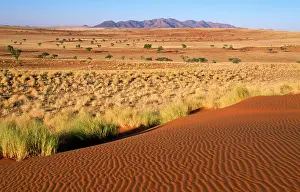 Bushman: NAMIBIA - landscape with Bushman grass (Stipagrostis