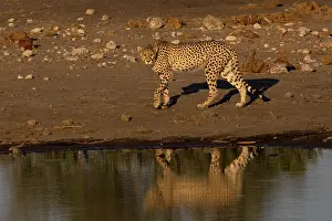 Population: Namibia maintains the largest population of wild cheetahs wo