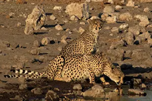 170122: Namibia maintains the largest population of wild cheetahs wo