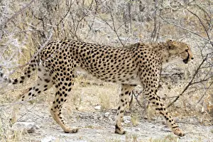 Population: Namibia maintains the largest population of wild cheetahs wo