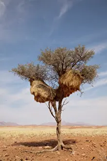 Philetairus: Namibia, Namib Desert, NamibRand Nature