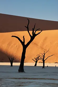 Vlei: Namibia, Namib Desert, Sossusvlei, Namib-Naukluft