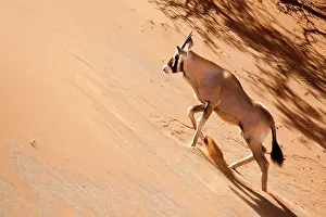 Gemsbok: Namibia, Namib Desert, Sossusvlei, Namib-Naukluft