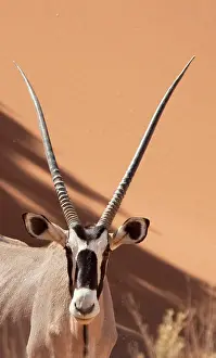 Gemsbok: Namibia, Namib Desert, Sossusvlei, Namib-Naukluft