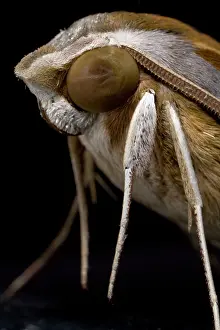 Sesriem: Namibia, Namib Naukluft National Park, Macro