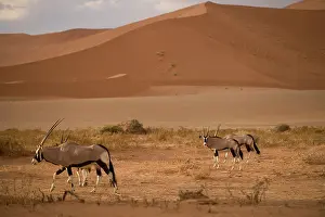 Gemsbok: Namibia, Namib Naukluft National Park, Oryx