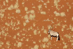 Gemsbok: Namibia, Namib-Naukluft Park, Sossusvlei