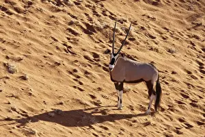 Gemsbok: Namibia, Namib-Naukluft Park, Sossusvlei