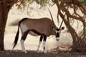Gemsbok: Namibia, Namib-Naukluft Park, Sossusvlei